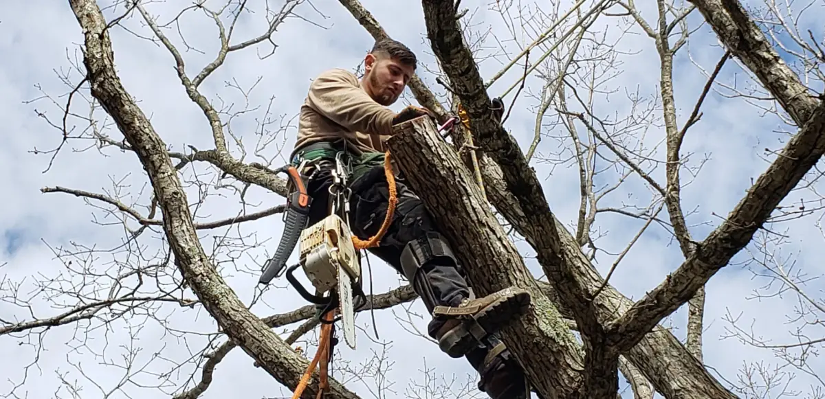 Structural Defects, Dead Branches, Property Owner, Tree Care, Tree Owners, Tree Failures, Potential Risk, Tree Removal, Tree Risk Assessment Services, Tree Structure, Tree Health.